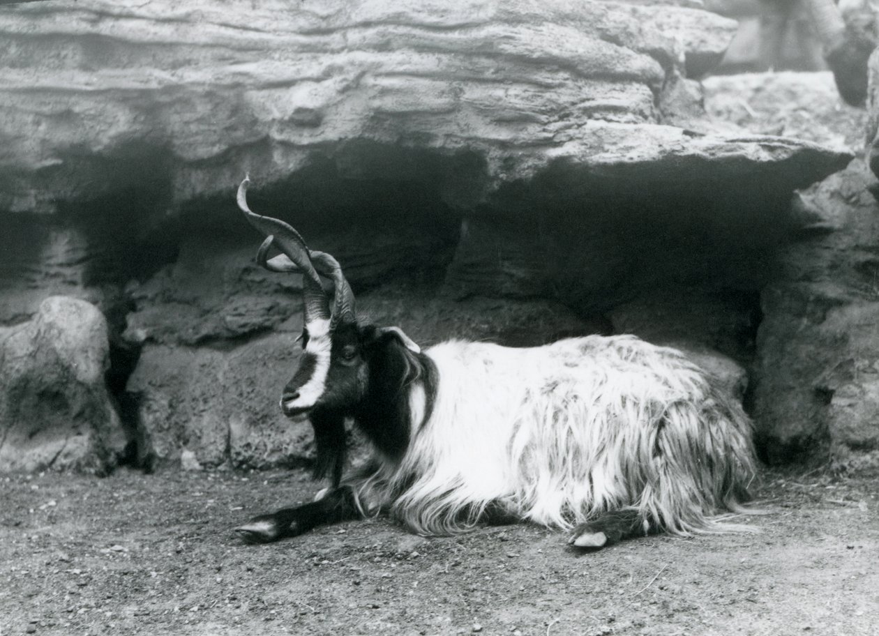 A Curly-horned Goat at London Zoo, June 1922 by Frederick William Bond