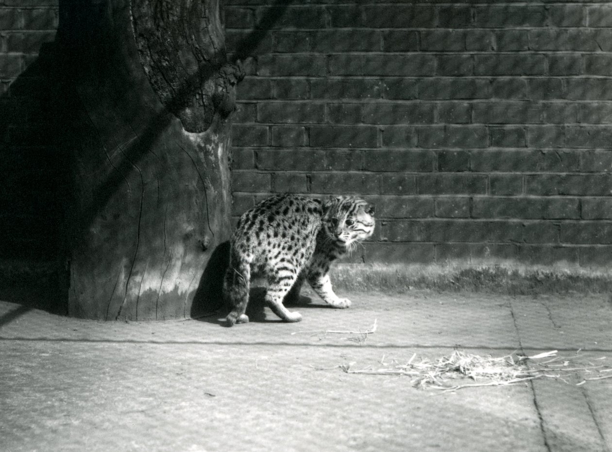 A Fishing Cat at London Zoo by Frederick William Bond