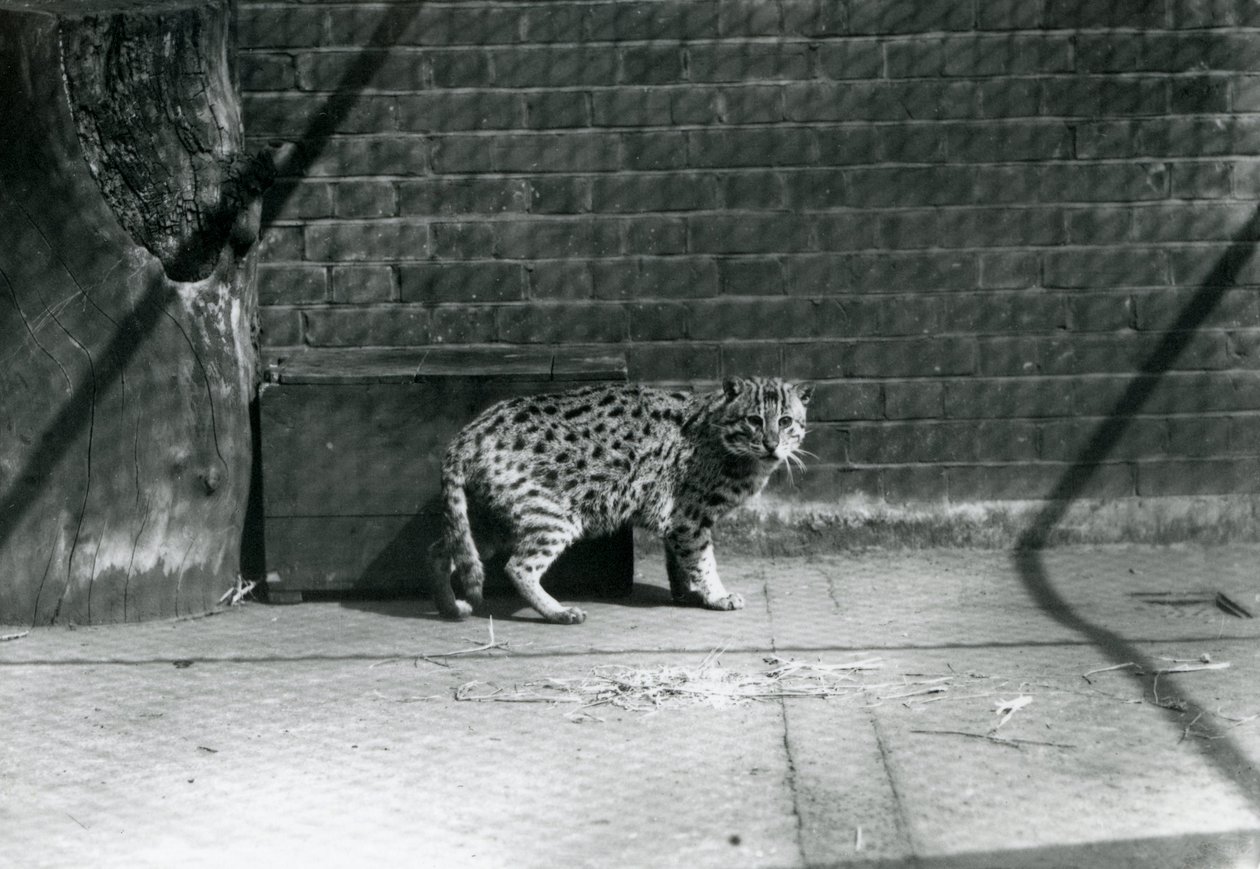 A Fishing Cat at London Zoo, July 1921 by Frederick William Bond