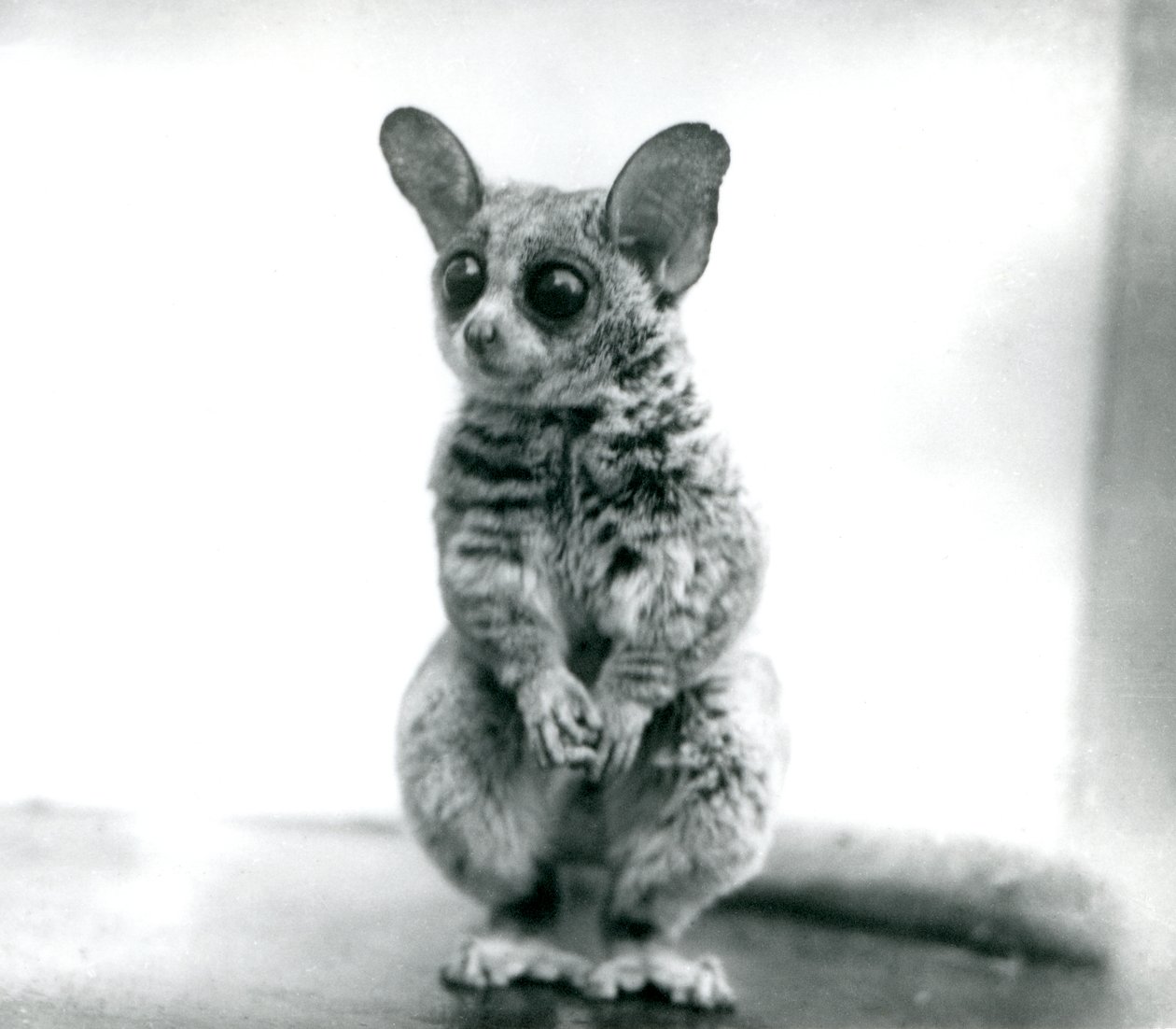 A Galago moholi, or Mohol bushbaby at London Zoo, 12th September 1913 by Frederick William Bond