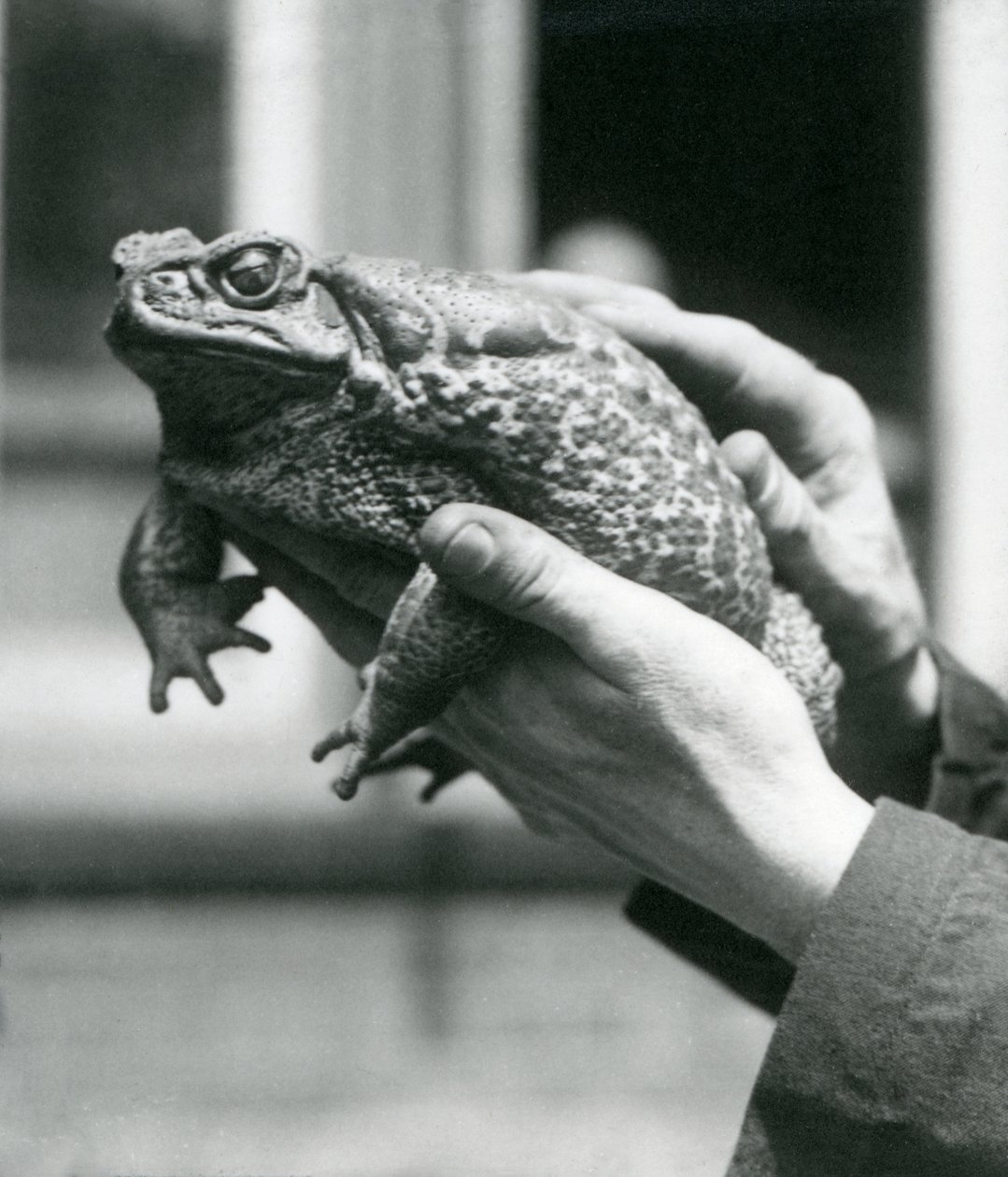 A Giant Cane Marine Toad Being Held in Its Keeper