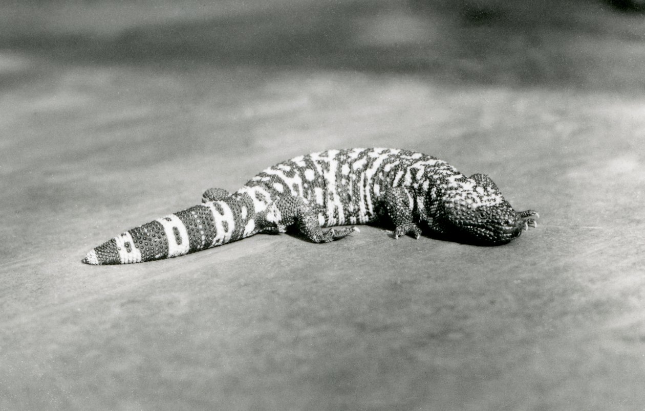 A Gila Monster at London Zoo, September 1923 by Frederick William Bond