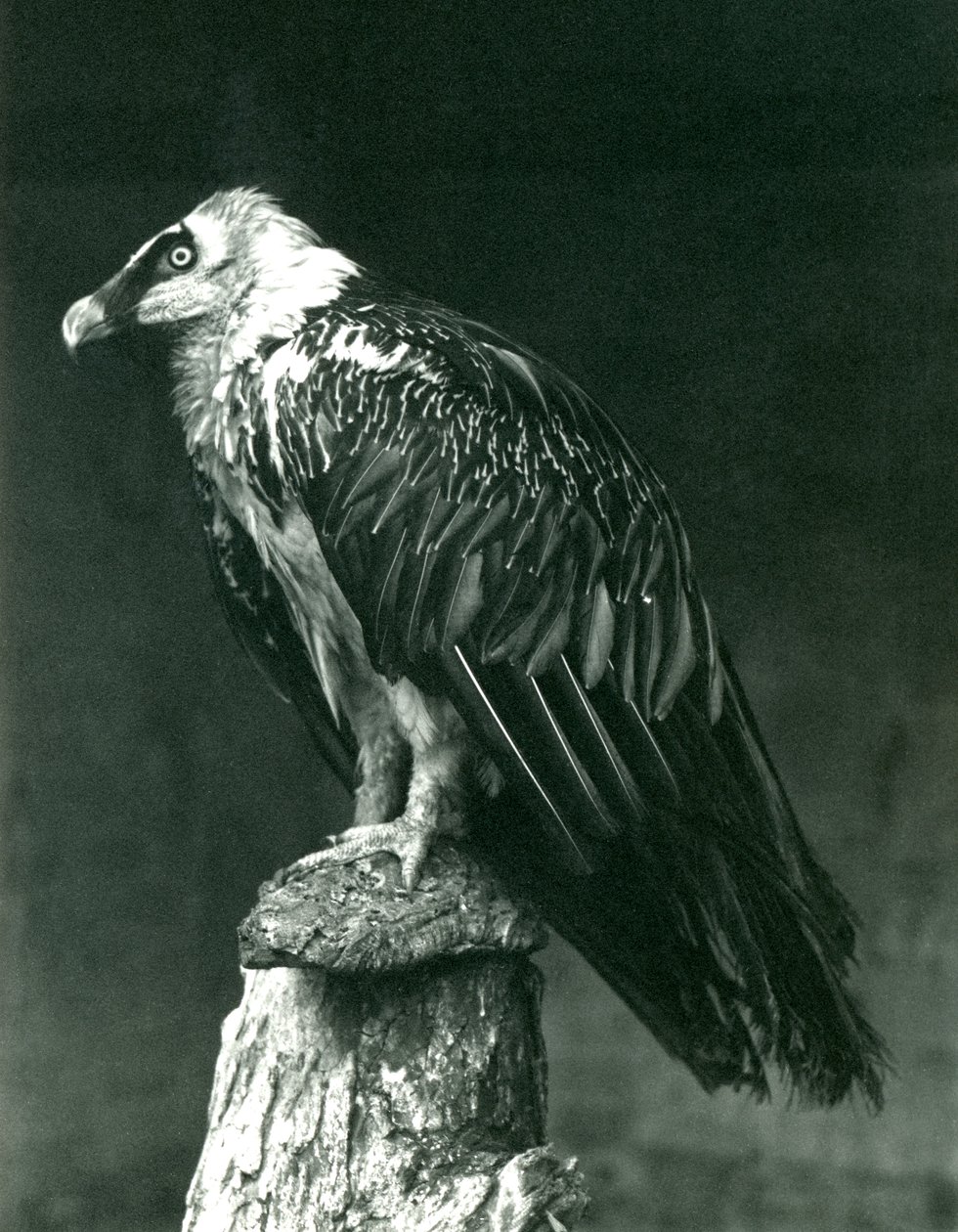A Lammergeier, or Bearded Vulture, at London Zoo June 1914 by Frederick William Bond