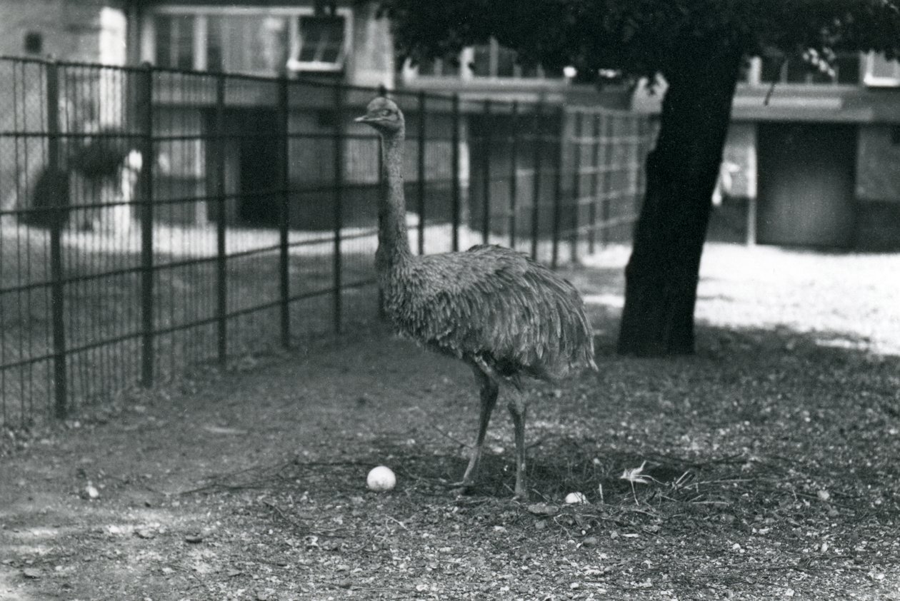 A Lesser or Darwin
