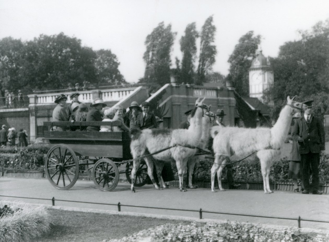 A Llama cart ride for visitors with three Llamas being led by Keepers, London Zoo, August 1923 by Frederick William Bond