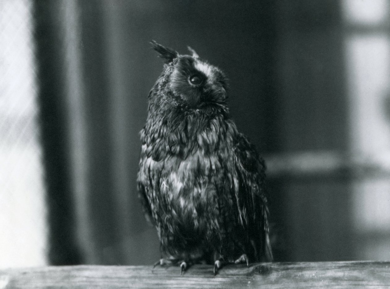 A Long-eared Owl at London Zoo, January 1922 by Frederick William Bond