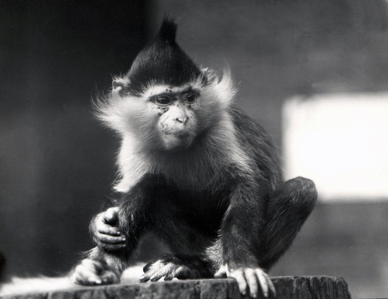 A Mangabey Monkey, Freckles, at ZSL London Zoo by Frederick William Bond