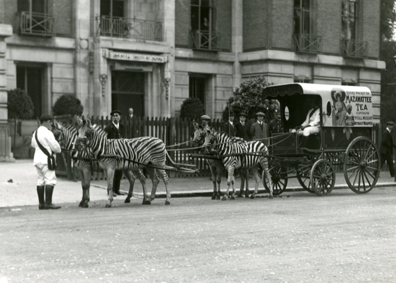 A Mazawattee Tea Cart, drawn by a team of zebras, outside the Zoological Society of London