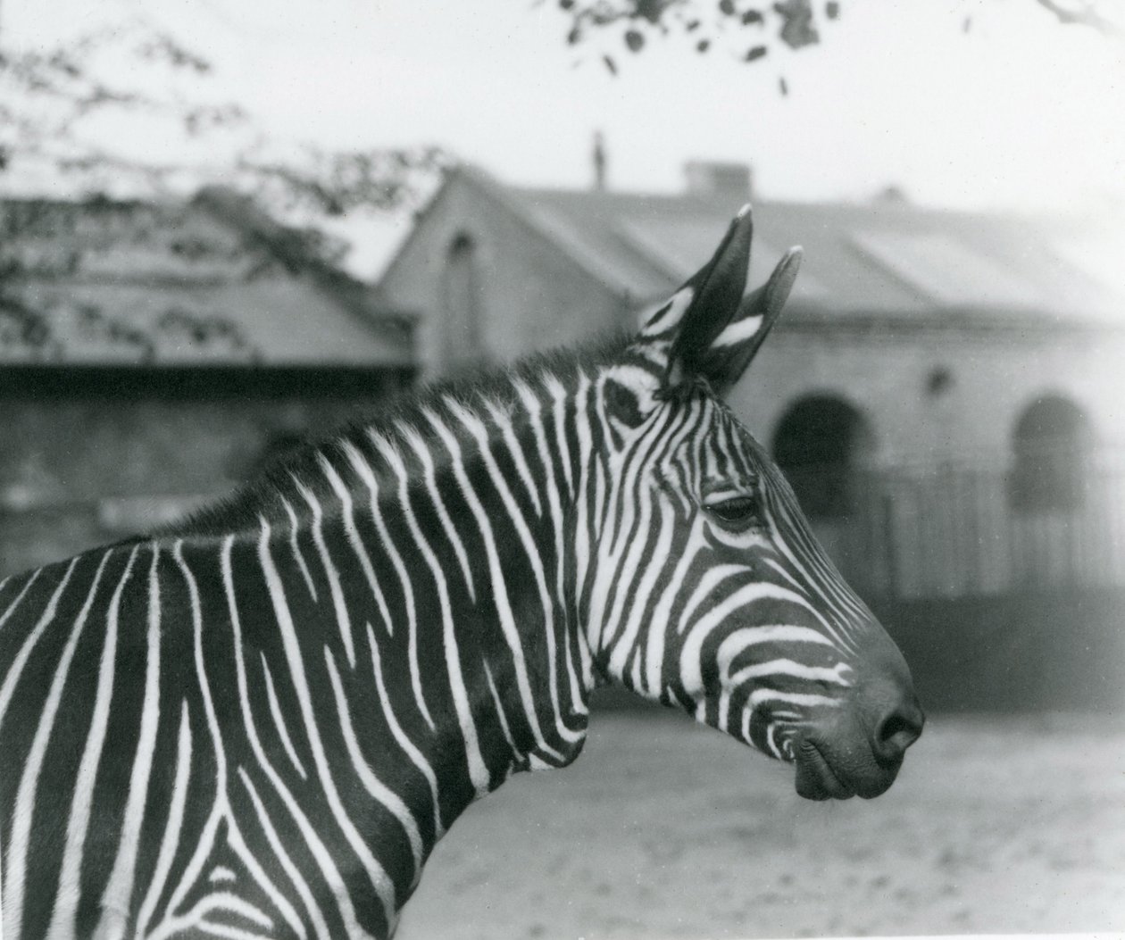 A Mountain Zebra at London Zoo, September 1921 by Frederick William Bond