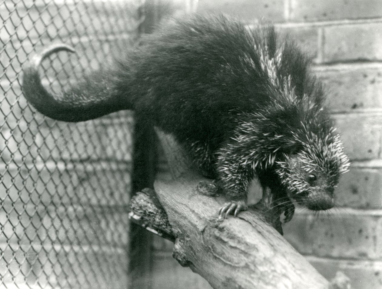 A North American Porcupine on a Branch in Its Enclosure at London Zoo, 1923 by Frederick William Bond