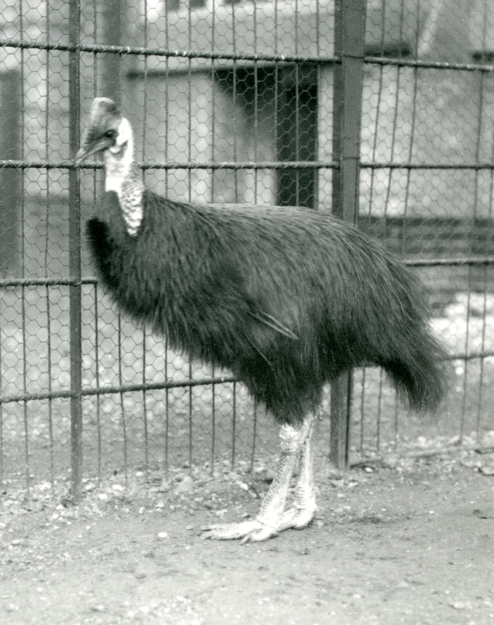 A Northern Cassowary at London Zoo, October 1914 by Frederick William Bond