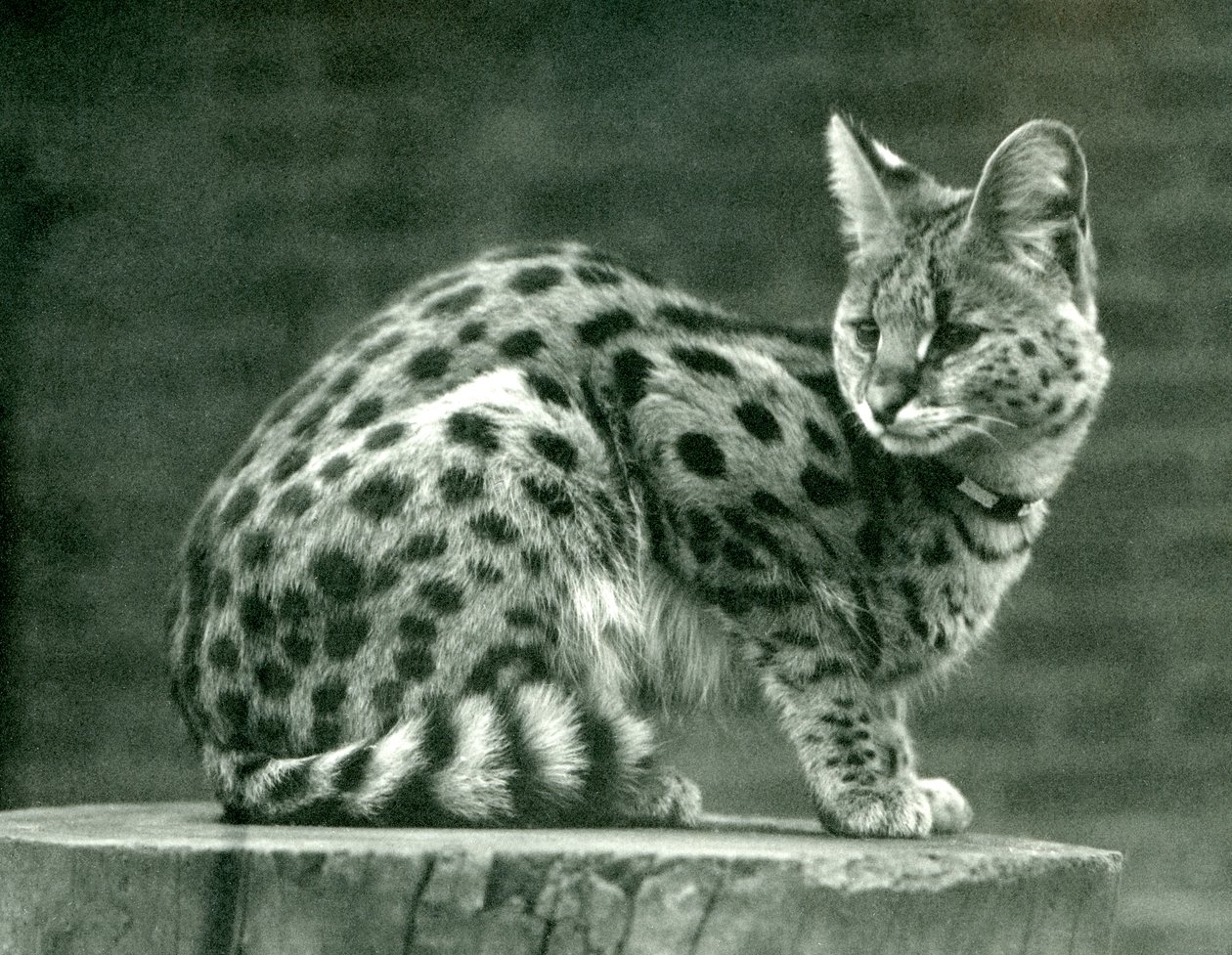 A Serval at London Zoo, 1923 by Frederick William Bond