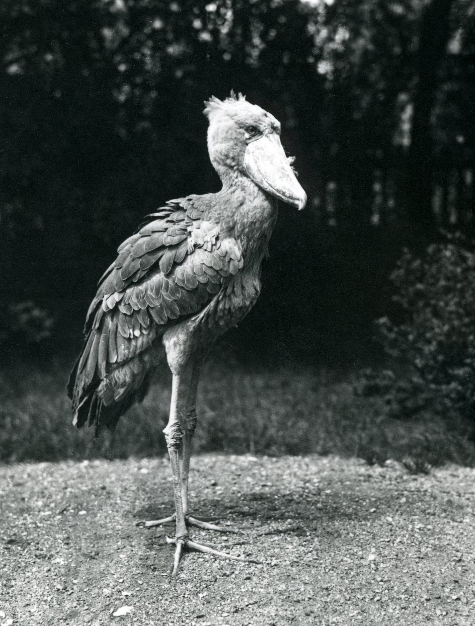 A Shoebill or Whale-headed Stork at London Zoo, June 1914 by Frederick William Bond