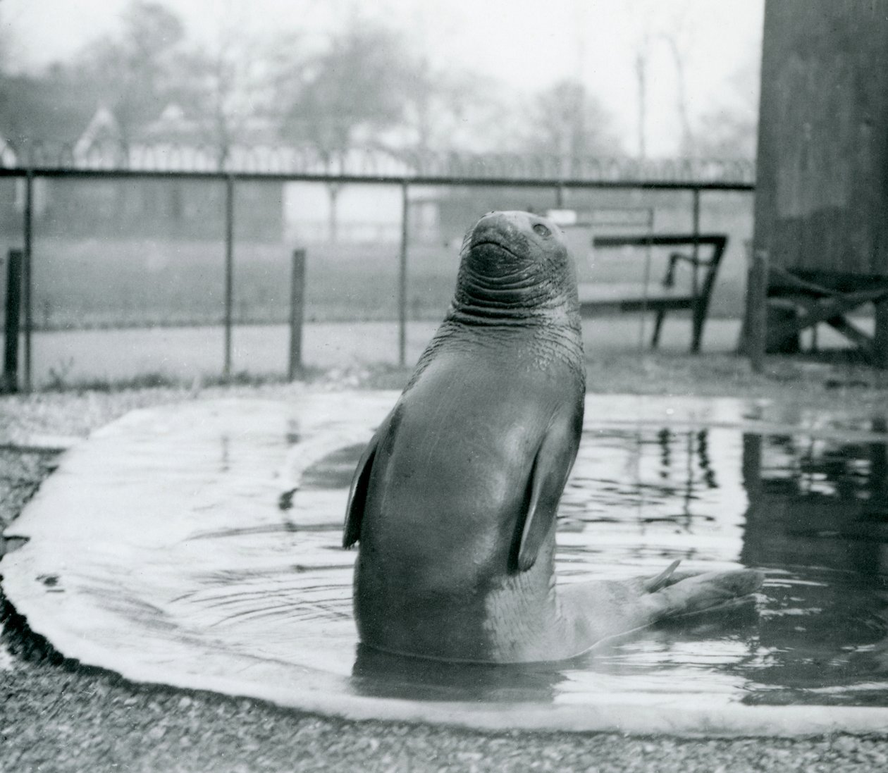 A Southern Elephant Seal at London Zoo by Frederick William Bond