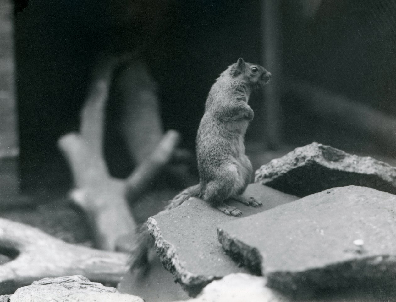 A Vulpine or Fox Squirrel perched on rocks at London Zoo, August 1916 by Frederick William Bond