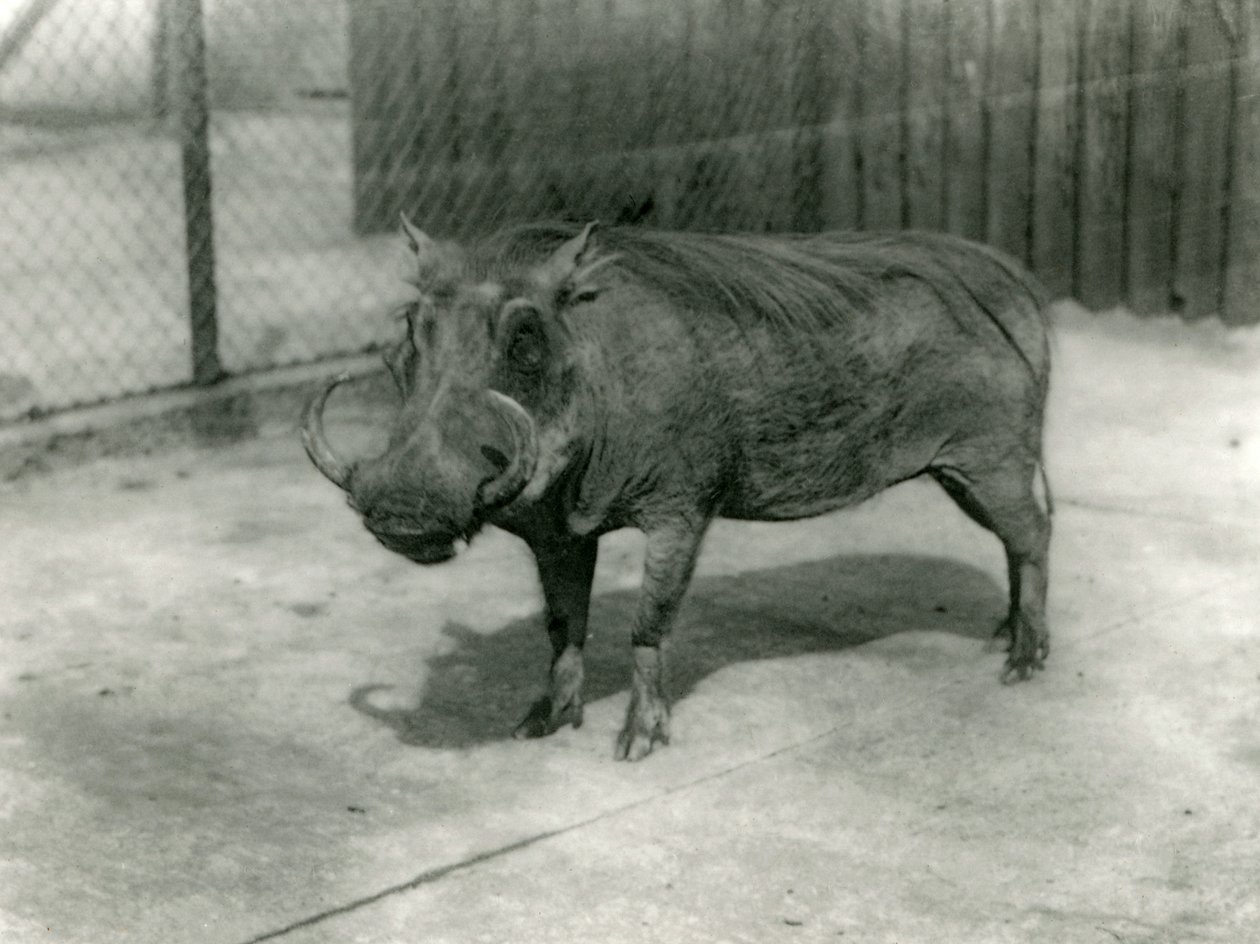 A Warthog, London Zoo, 1923 by Frederick William Bond