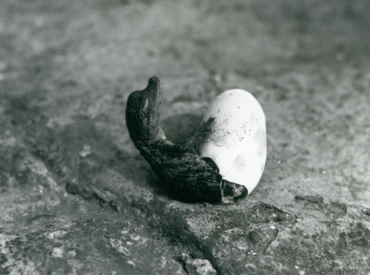 A baby American alligator emerging from its egg, London Zoo by Frederick William Bond