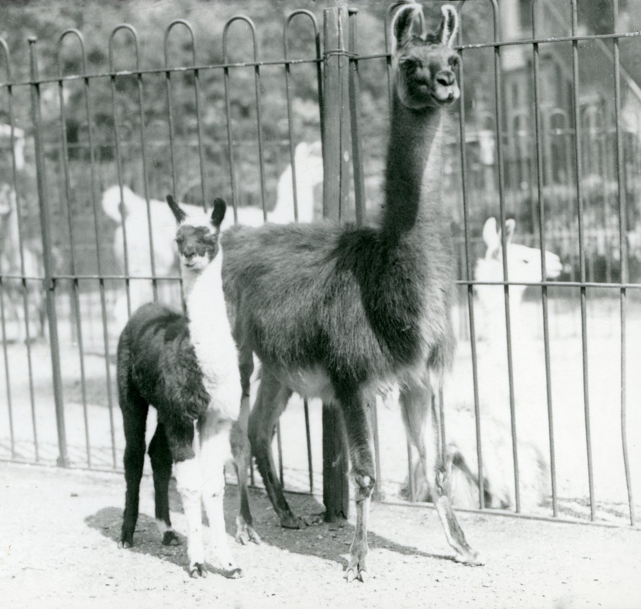 A baby Llama or Cria with its Mother at London Zoo, August 1923 by Frederick William Bond