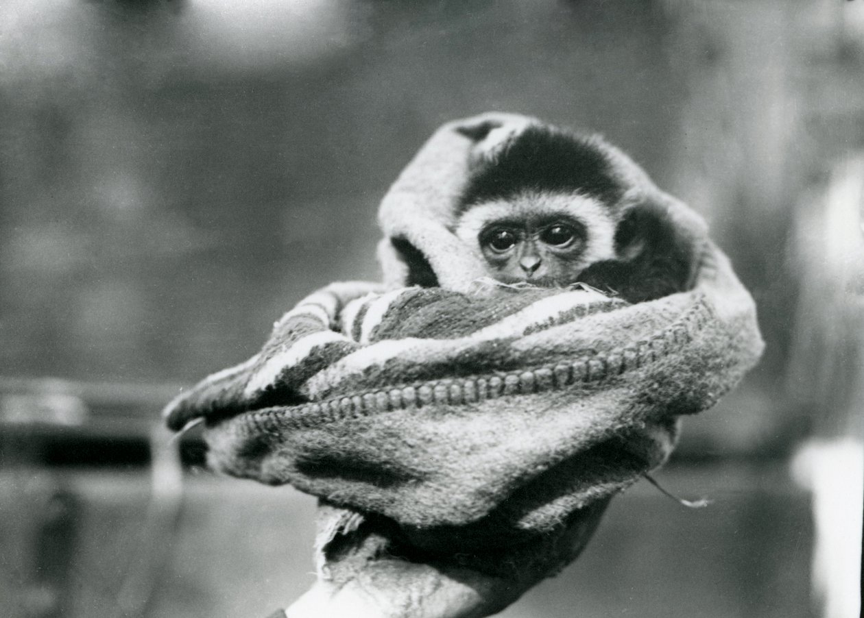 A baby gibbon wrapped in a blanket and held in one hand at London Zoo, June 1922 by Frederick William Bond