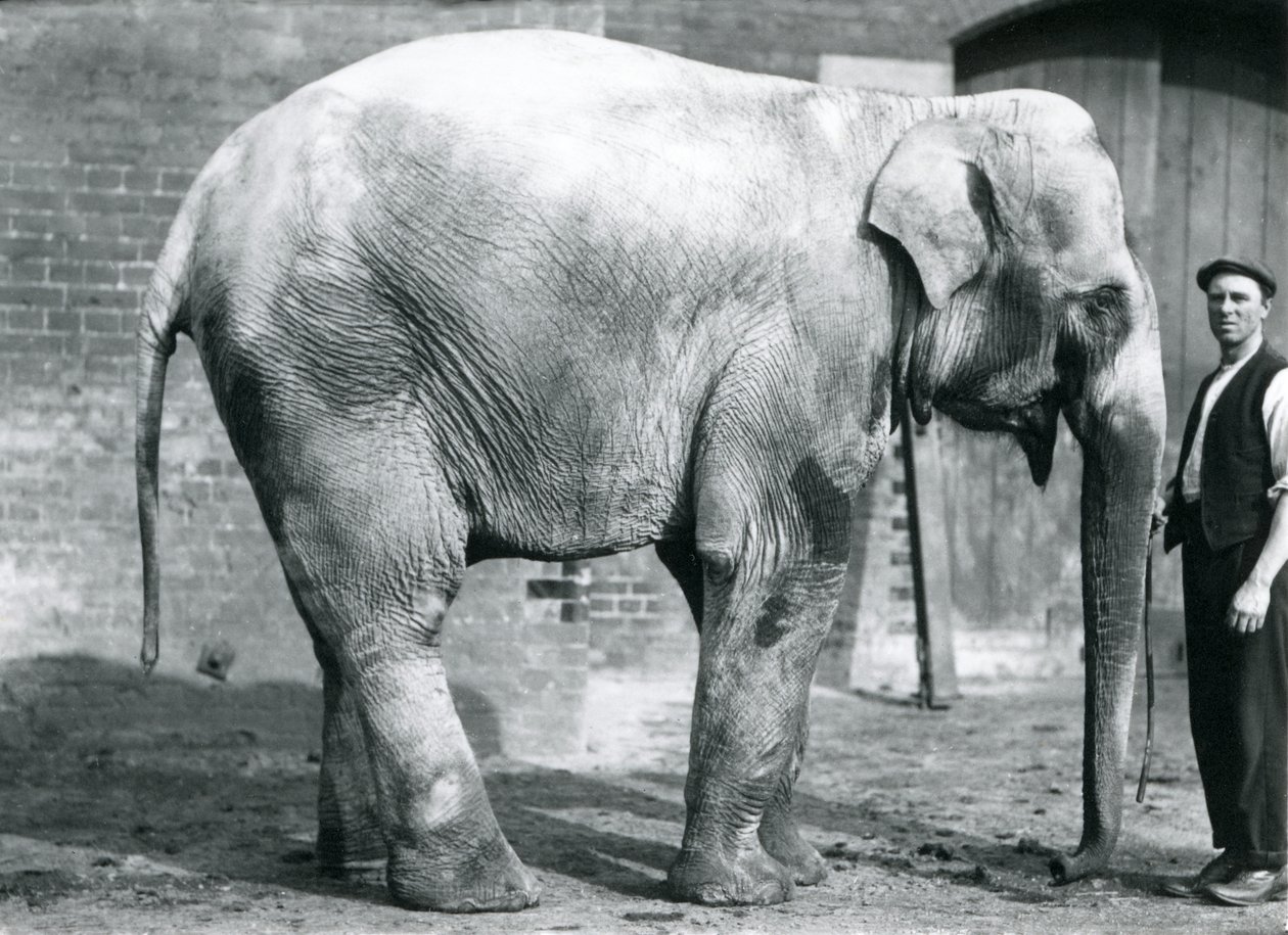 A female Indian Elephant 
