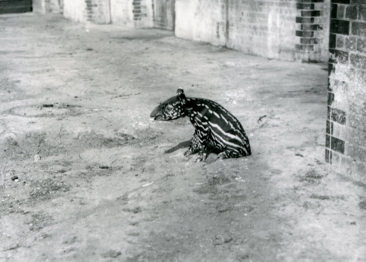 A four day old Malayan Tapir at London Zoo by Frederick William Bond