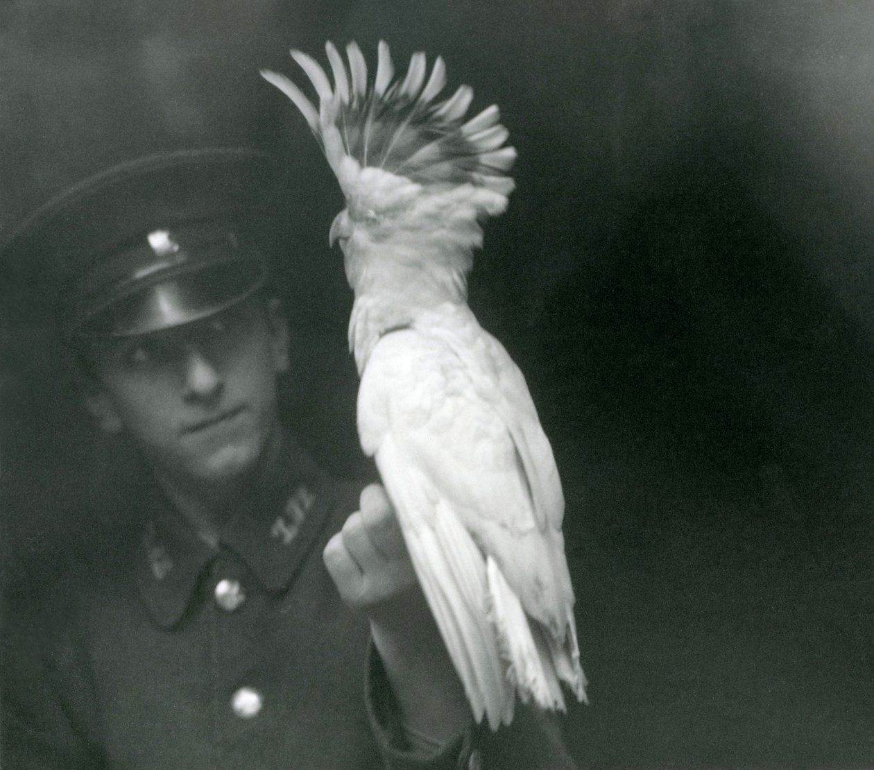 A Keeper Holds a Young Cockatoo at London Zoo, September 1921 by Frederick William Bond