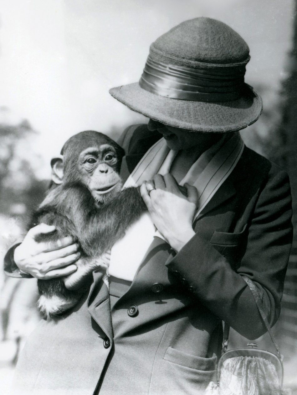 A lady holds a young Chimpanzee at London Zoo by Frederick William Bond