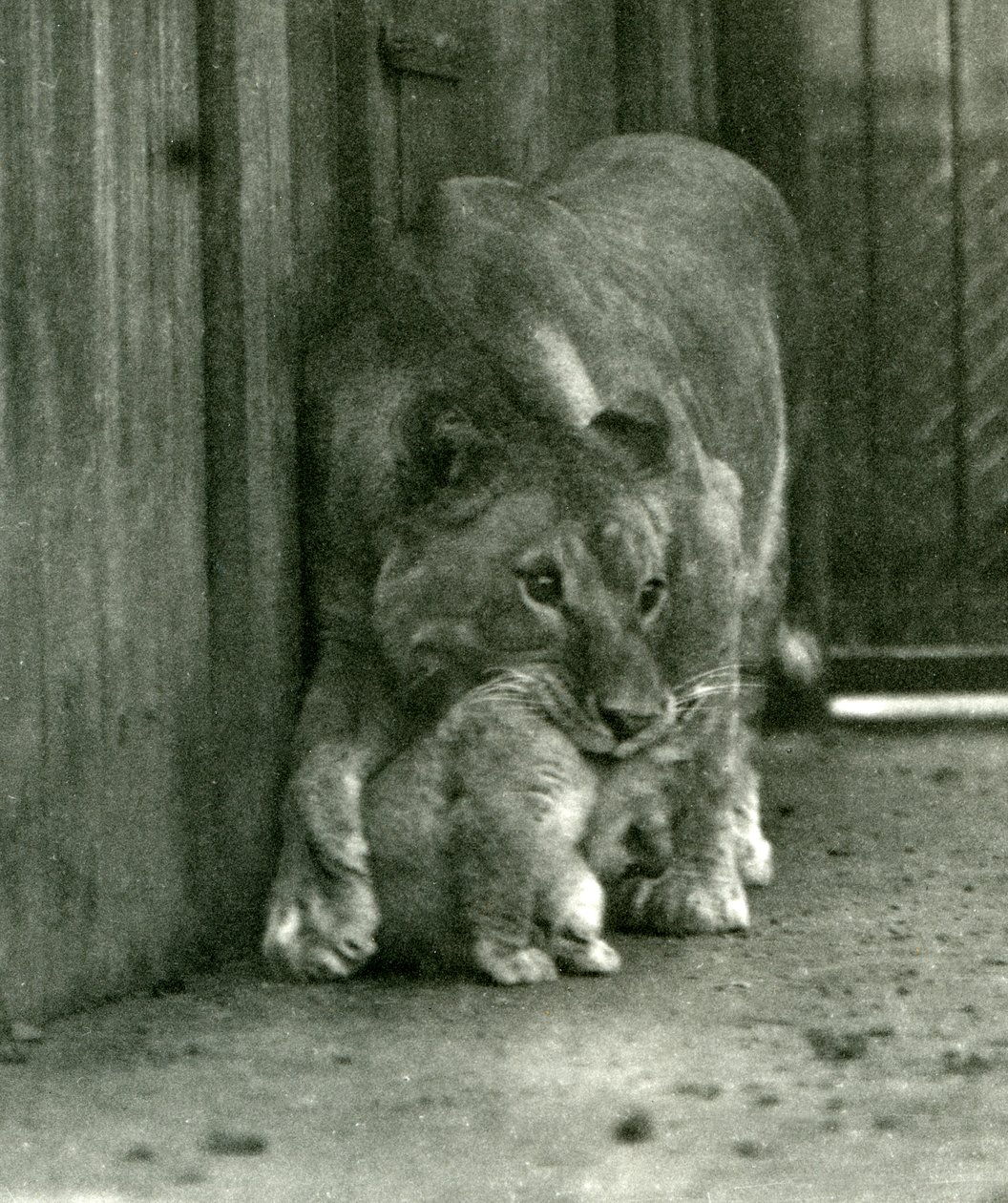A Lioness About to Lift her Cub, which had been Born in the Menagerie, by the Scruff of its Neck, London Zoo, October 1923 by Frederick William Bond