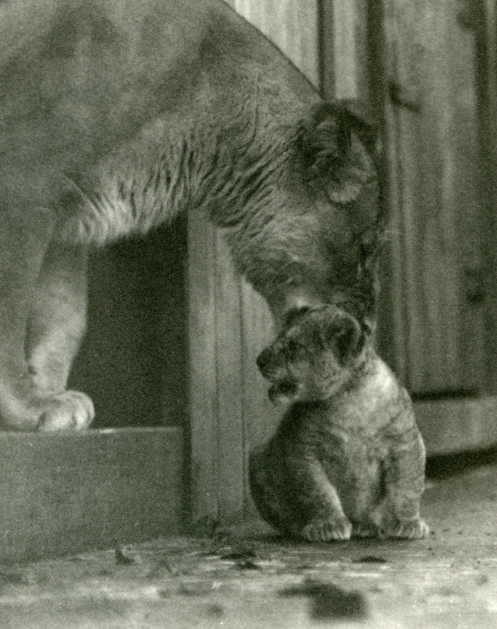 A Lioness About to Lift her Cub, which had been Born in the Menagerie, by the Scruff of its Neck, London Zoo, October 1923 by Frederick William Bond