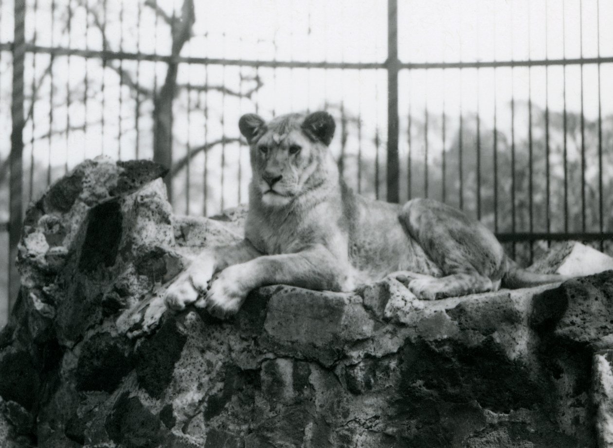 A lioness lying on a wall in her enclosure at London Zoo in 1923 by Frederick William Bond