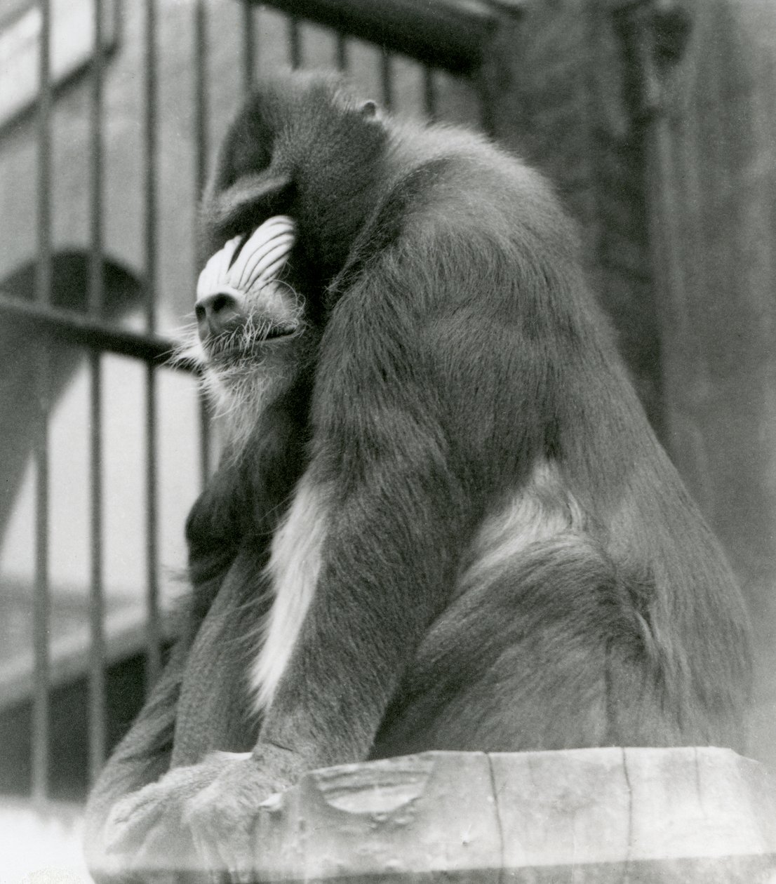 A Male Mandrill George Sitting on a Log in His Enclosure, London Zoo, August 1923 by Frederick William Bond