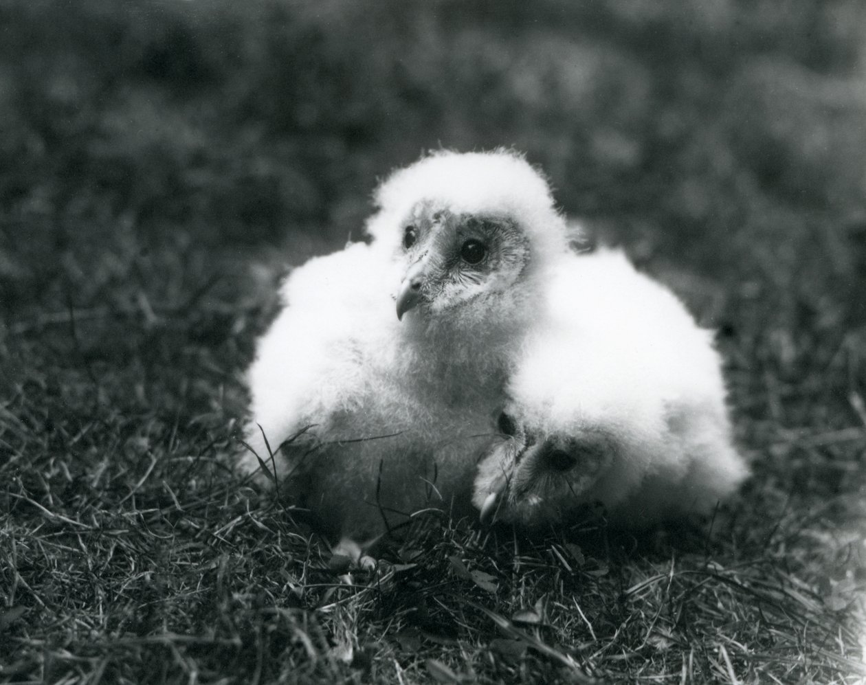 A pair of Barn Owl chicks at London Zoo by Frederick William Bond
