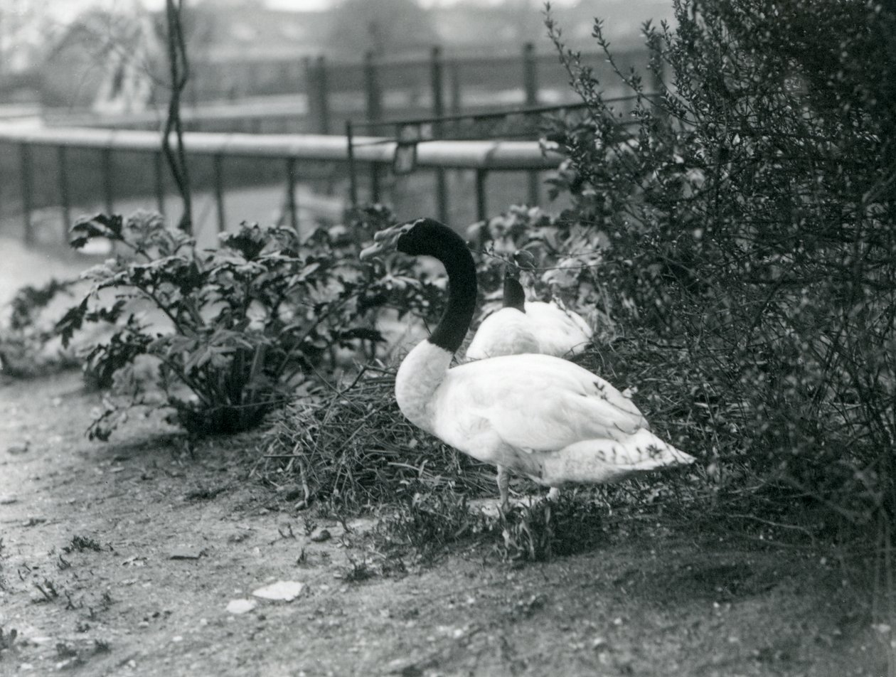 A pair of Black-necked Swans nesting at London Zoo, April 1923 by Frederick William Bond