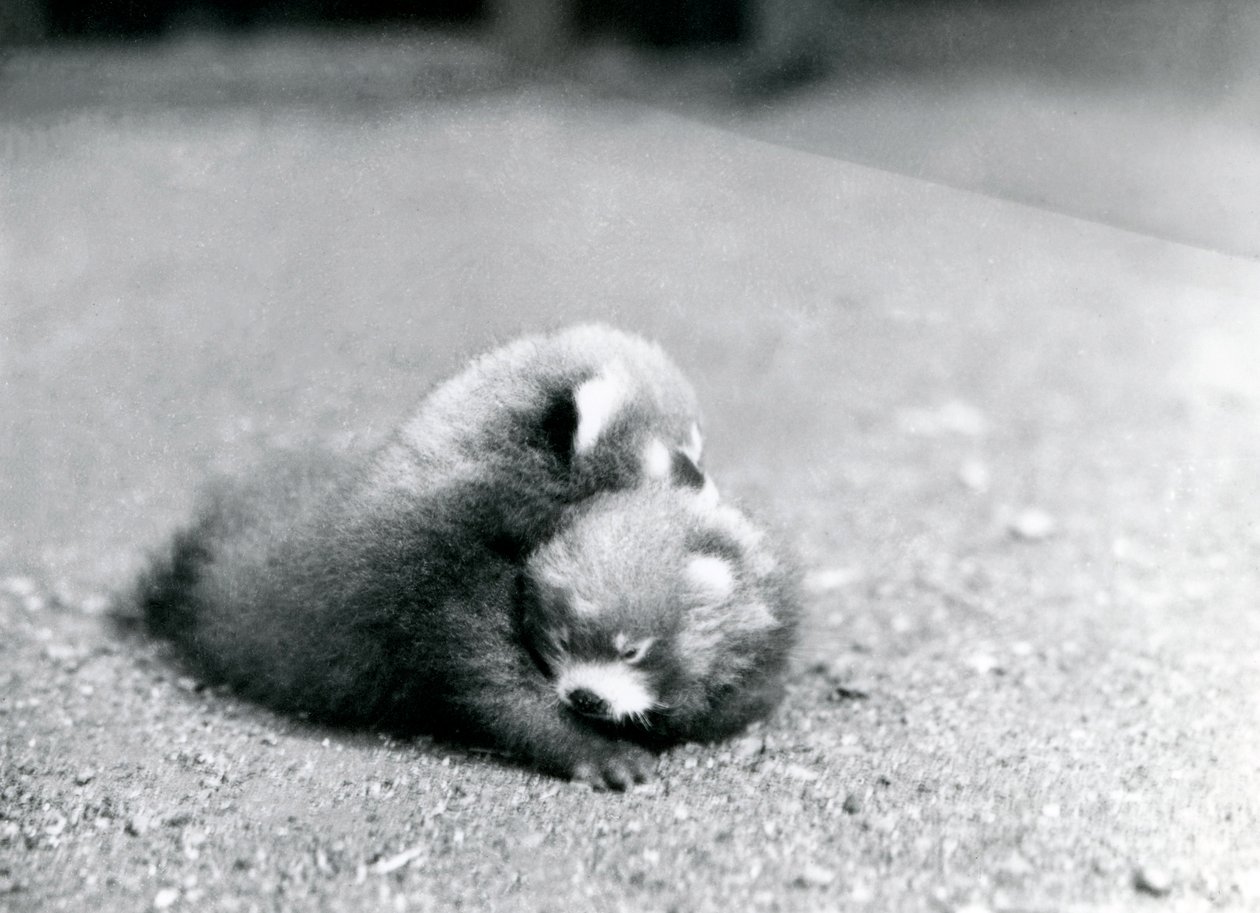A Pair of Baby Red Pandas at London Zoo, 1919 by Frederick William Bond
