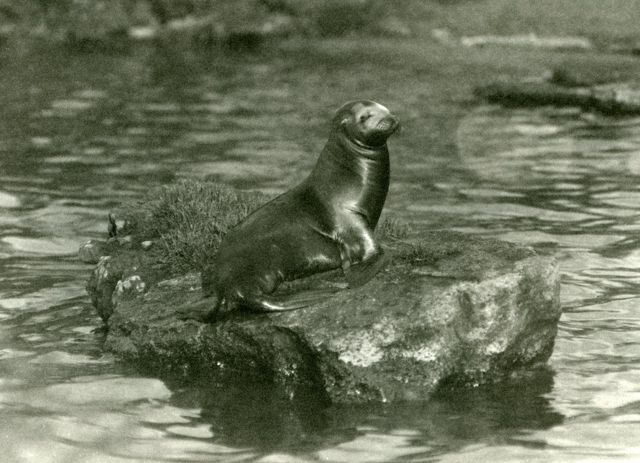 A Young Californian Sea Lion Sitting on a Rock in its Pool at London Zoo, October 1923 by Frederick William Bond