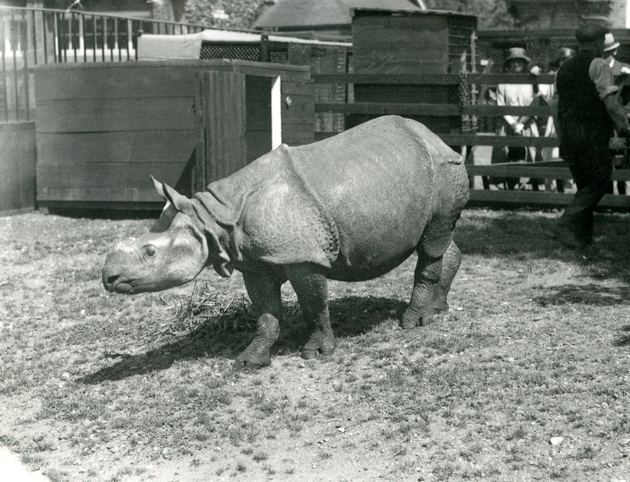 A Young Indian Rhinoceros at London Zoo, June 1922 by Frederick William Bond