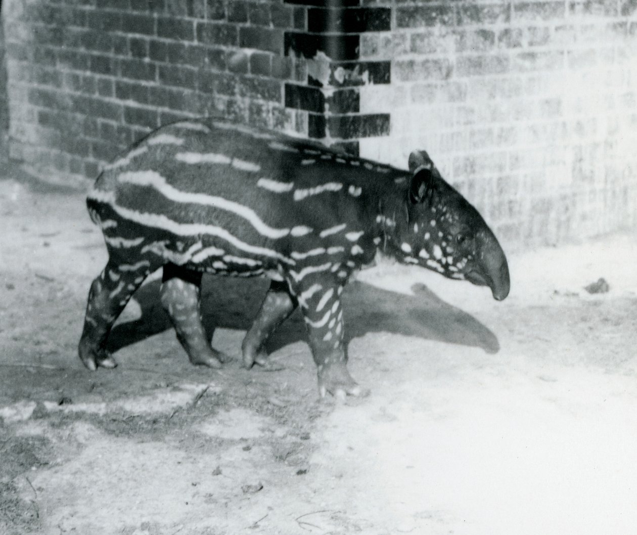 A young Malayan Tapir at London Zoo, 5th October 1921 by Frederick William Bond