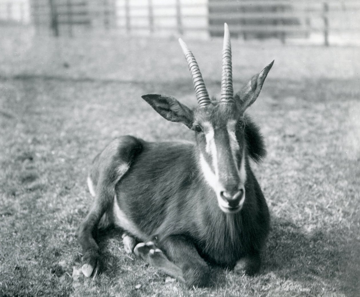 A young Sable Antelope sitting at London Zoo by Frederick William Bond