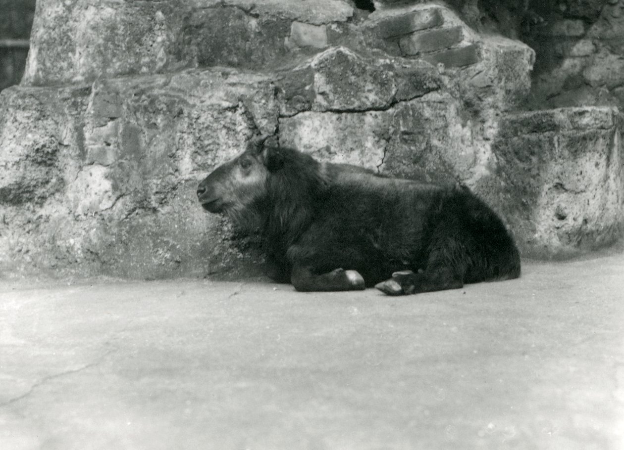 A Young Takin, Also Known as Cattle Chamois or Gnu Goat, London Zoo, April 1923 by Frederick William Bond