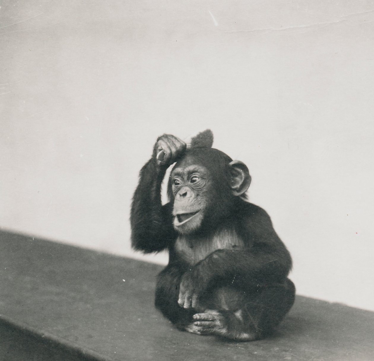 A Young Chimpanzee, Johnnie, Playing with a Brush by Frederick William Bond