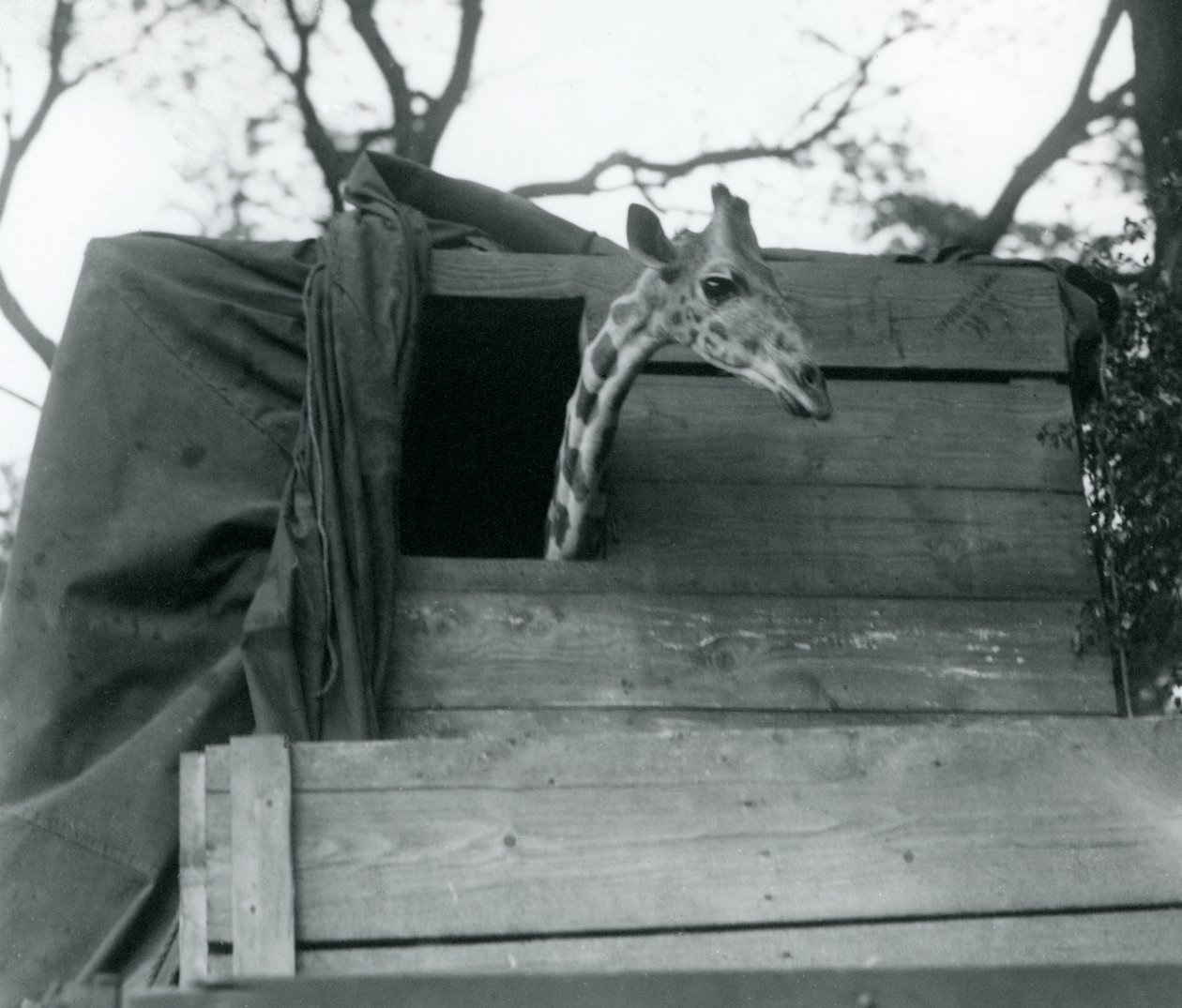 A young giraffe arriving at London Zoo by Frederick William Bond