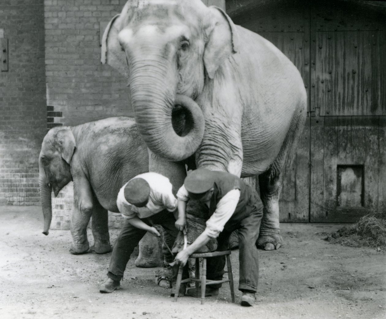 Adult female Indian Elephant, Assam Lukhi with keeper Charles Eyles, having her feet trimmed at London Zoo, September 1923 by Frederick William Bond