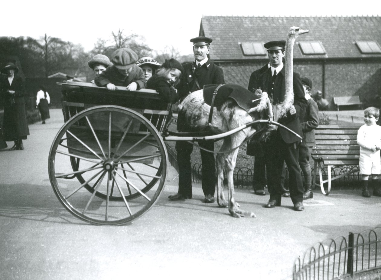 An Ostrich Cart Ride with Children and Keepers George Blore and William Dexter at London Zoo by Frederick William Bond