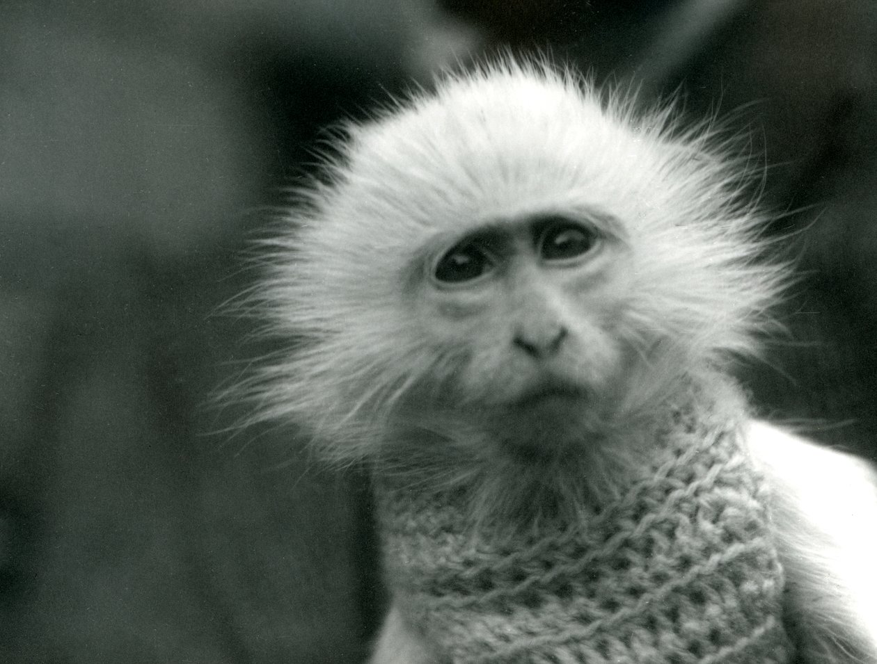 An albino Old World Monkey wearing a sweater at London Zoo in July 1922 by Frederick William Bond