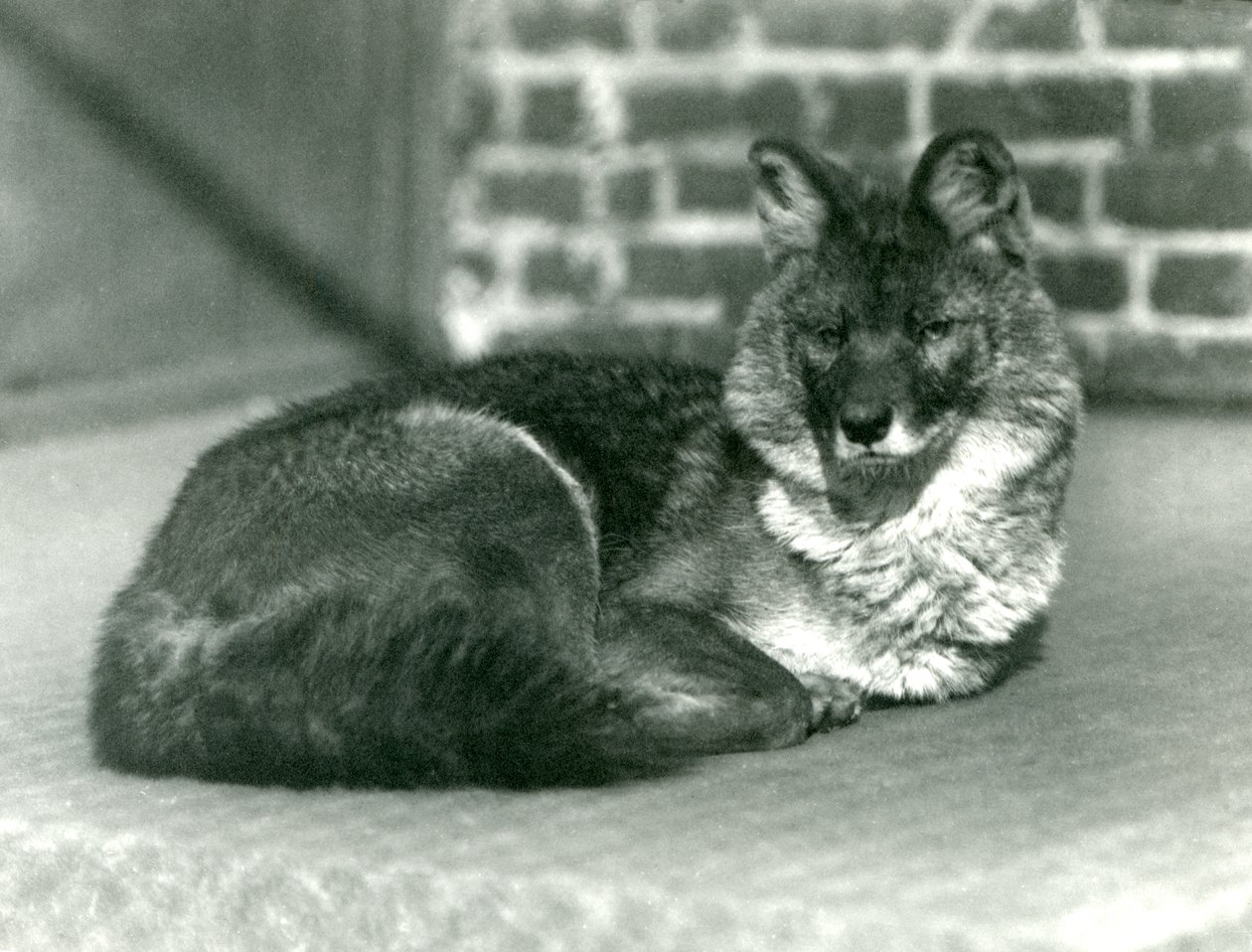 An Endangered Dhole or Asiatic Wild Dog Resting at London Zoo, 1923 by Frederick William Bond