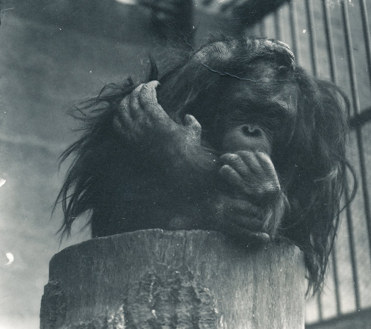 An Orangutan at ZSL London Zoo, April 1923 by Frederick William Bond