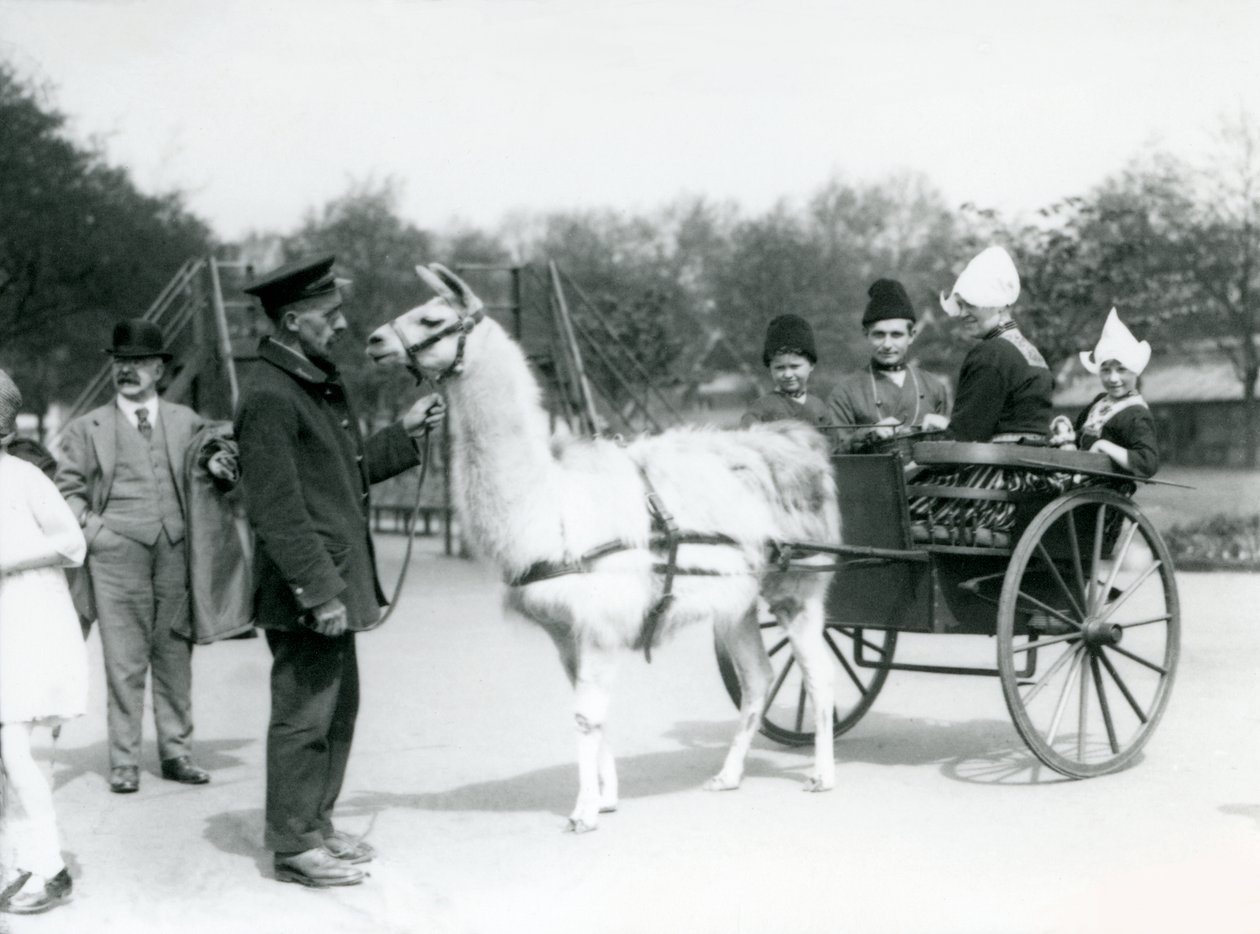 Armenian visitors riding in a llama cart at London Zoo by Frederick William Bond