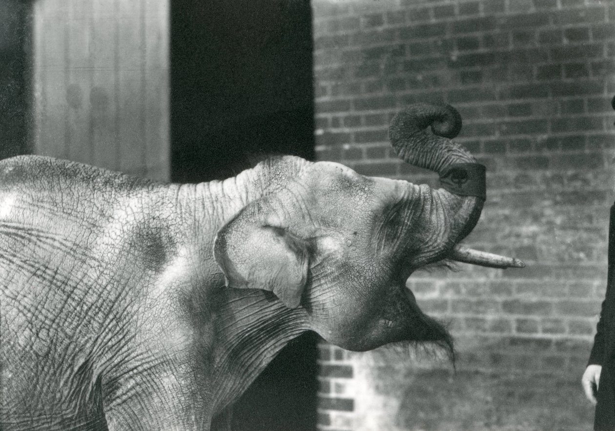 Baby Asian Elephant with Keeper, London Zoo November 1915 by Frederick William Bond