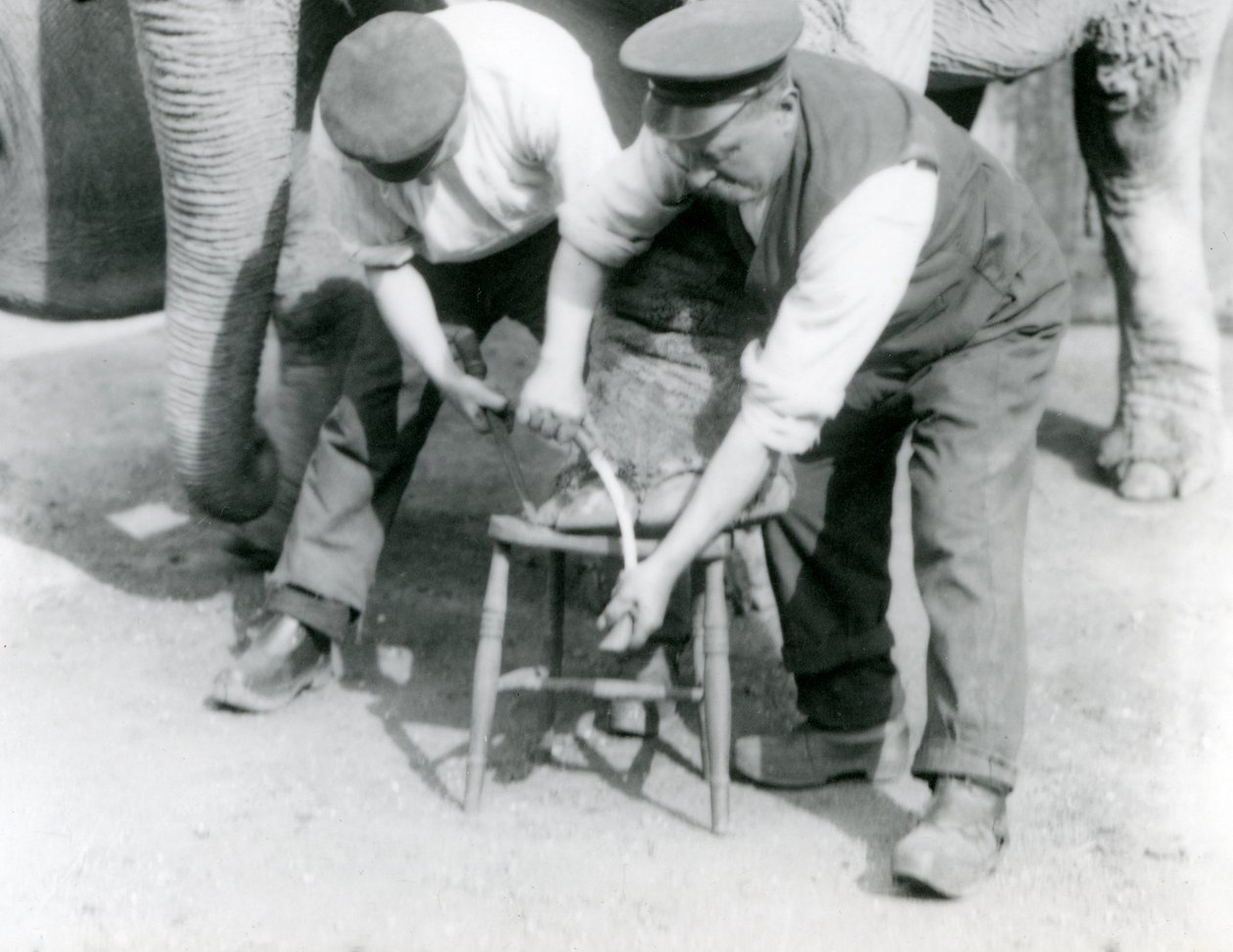 Baby Indian Elephant and adult female Indian Elephant, Assam Lukhi who is with keeper Charles Eyles, having her feet trimmed at London Zoo, September 1923 by Frederick William Bond