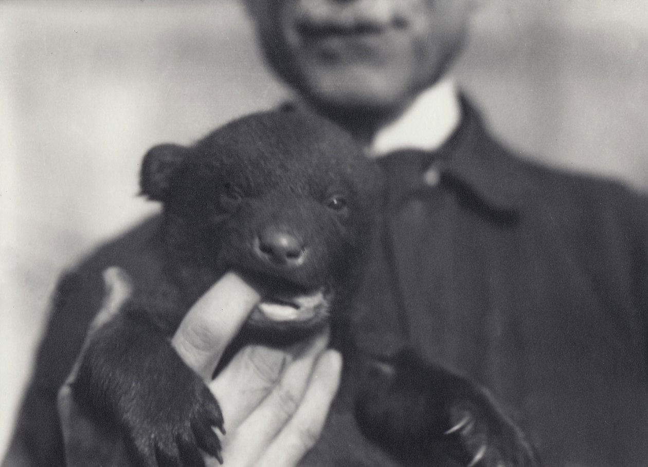 Brown x Black Bear Cub Aged 6 Weeks, Chewing on the Finger of the Keeper who is Holding It, at London Zoo, February 1920 by Frederick William Bond